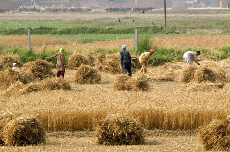 agriculture-in-pakistan-2.jpg