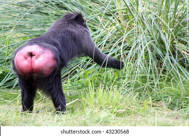monkey-showing-bottom-picking-grass-260nw-43230568.jpg