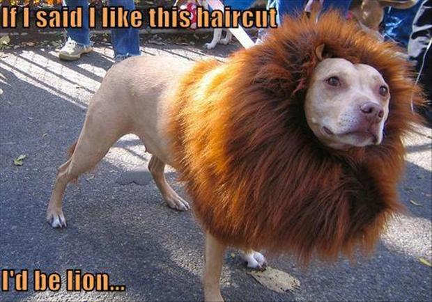funny-puns-dog-hair-cut-lion-funny.jpeg