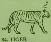 tiger.jpg