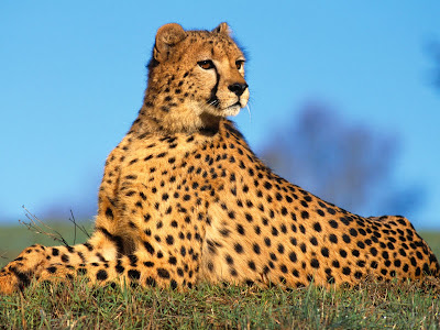 Cheetah-Facts.jpg