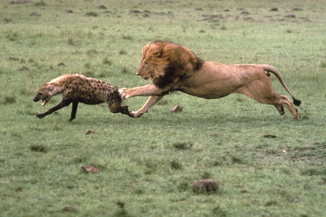 lion-vs-hyena.jpg