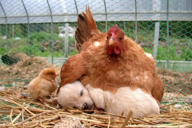 Chicken-on-puppy.jpg