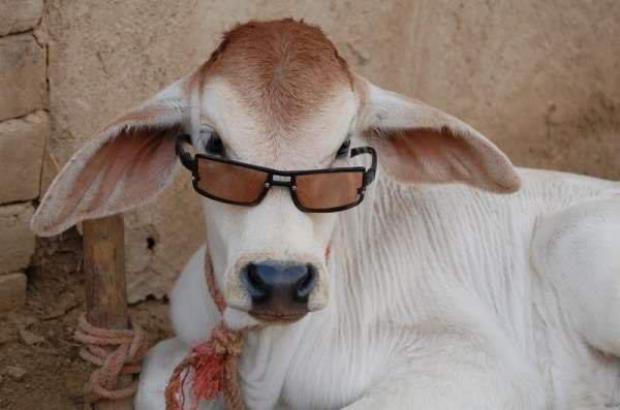 Bakra-Eid-Cow-with-Sun-Glasses-903.jpg