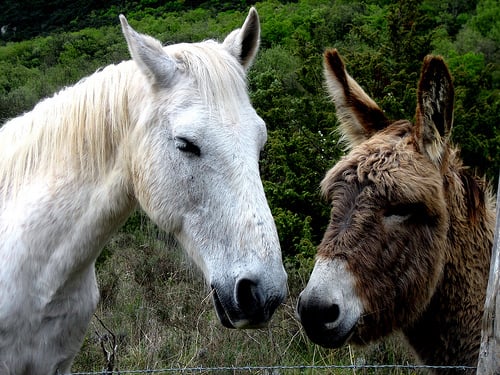 horse_and_donkey.jpg