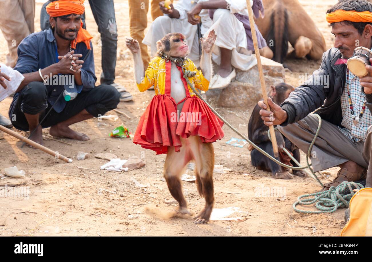 indian-man-attracting-tourists-for-monkey-dance-show-at-pushkar-fair-ground-2BMGN4P.jpg