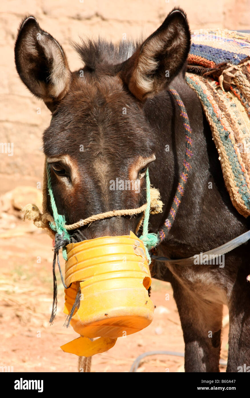 berber-nomads-donkey-in-todres-gorge-in-the-atlas-mountains-morocco-B60A47.jpg