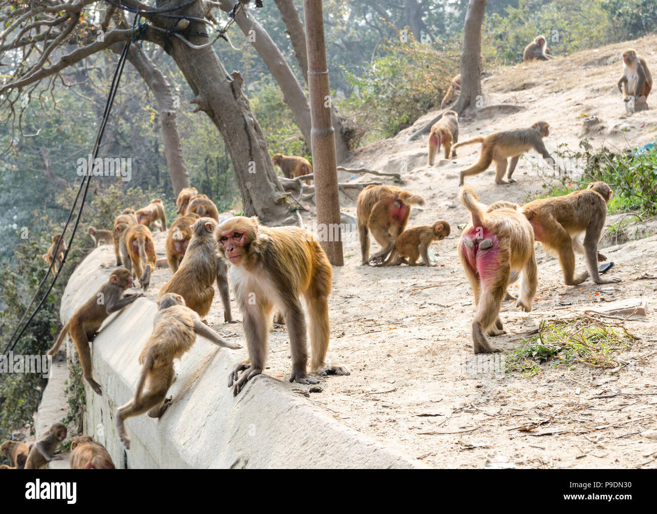 group-of-rhesus-macaque-macaca-mulatta-monkeys-at-the-grounds-of-pashupatinath-temple-kathmandu-nepal-P9DN30.jpg