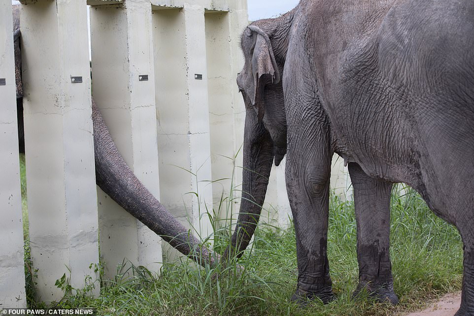 Though not yet socialised with other elephants, Kaavan has been able to interact with those in neighbouring enclosures, allow for the elephants to get used to each other's smell and touch each other's trunks, a friendly gesture