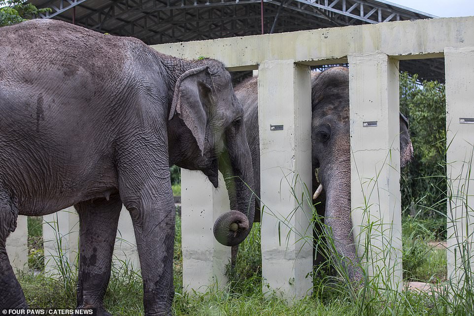 Kaavan the elephant is now thriving in the Cambodian jungle a year after he was rescued from a Pakistani Zoo, experts from the global animal welfare organisation Four Paws have said