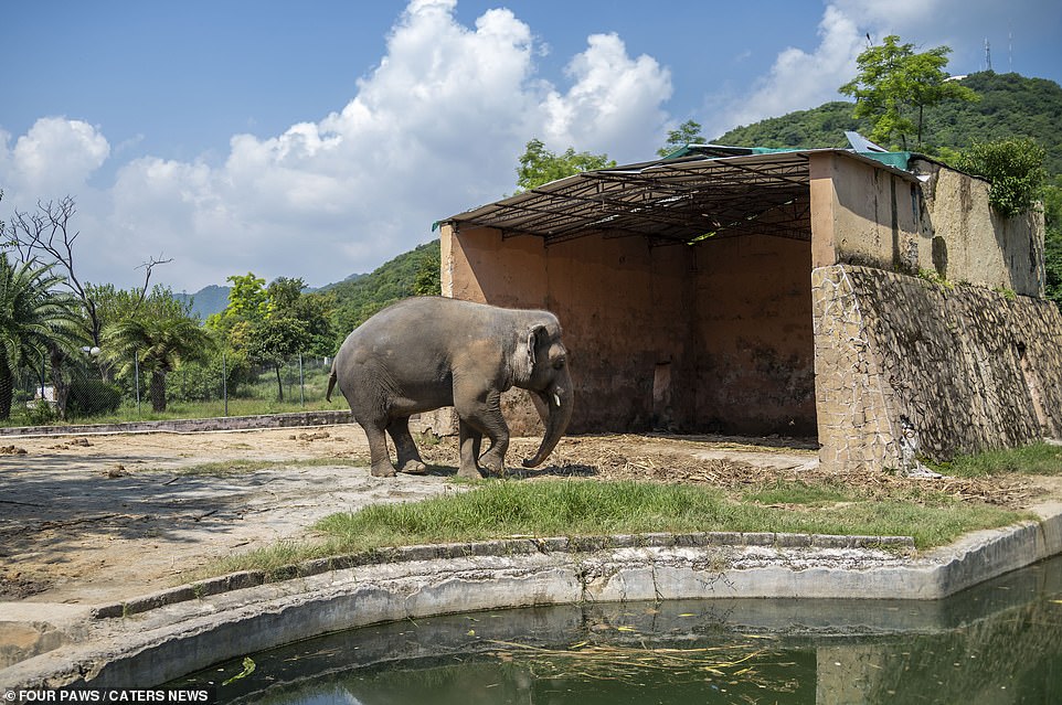 Pictured: Kaavan, dubbed the world's loneliest elephant, in Marghazar Zoo, Islamabad, Pakistan before he was rescued