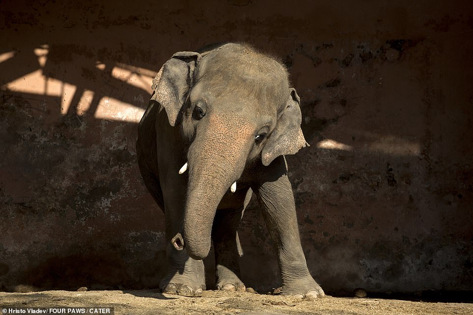 Kaavan, an Asian elephant, previously spent 35 years in captivity, and since his partner's death in 2012, he has spent the past eight years alone. Pictured in Marghazar Zoo, Islamabad in Pakistan