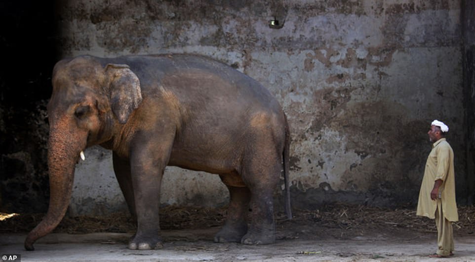 The plight of Kaavan (pictured here in 2016 at a zoo in Islamabad) galvanised a rare animal rights campaign in Pakistan to have him rescued