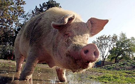 pig-swine.jpg
