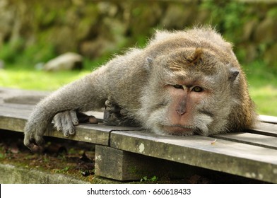 tired-monkey-forest-ubud-bali-260nw-660618433.jpg