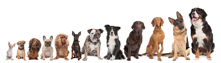 twelve-dogs-in-a-row-picture-id494663674