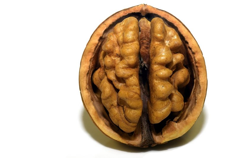 walnut-cognitive-decline-neurosciencnews-public.jpg