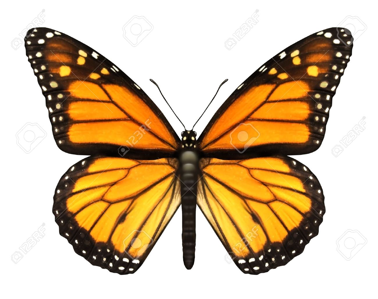 15975773-monarch-butterfly-with-open-wings-in-a-top-view-as-a-flying-migratory-insect-butterflies-that-repres.jpg