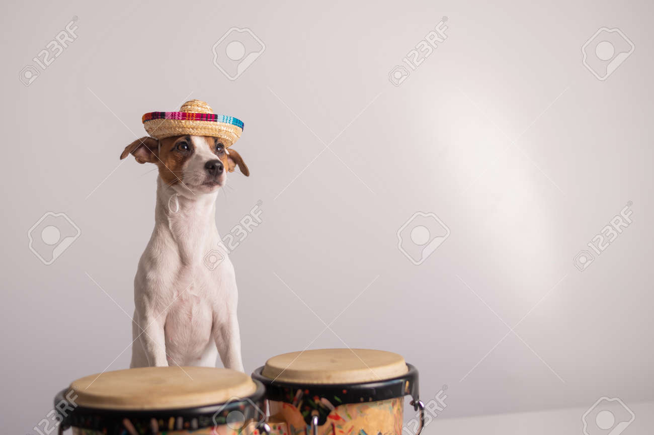 167488514-a-funny-dog-in-a-sombrero-plays-mini-bongo-drums-jack-russell-terrier-in-a-straw-hat-next-to-a-tradi.jpg
