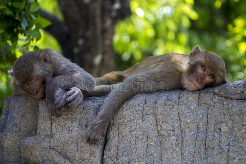 tired-monkeys-lie-rock-bask-sun-delicious-lunch-tired-monkeys-202109981.jpg