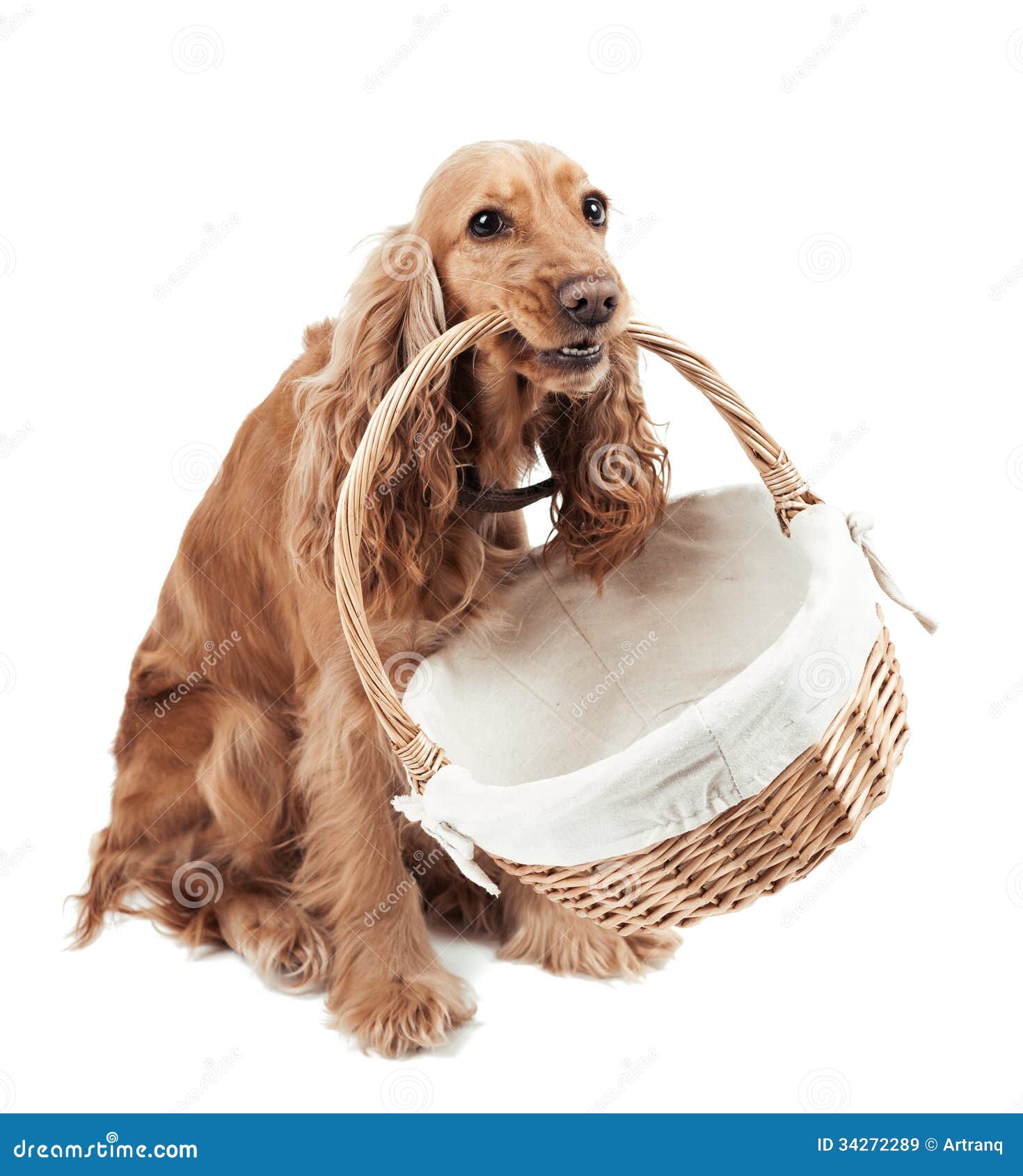red-dog-holding-basket-isolated-white-34272289.jpg