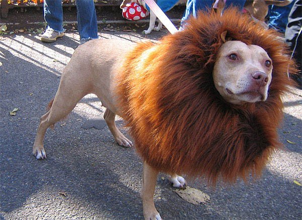 dog-lion-costume.width-800.jpg