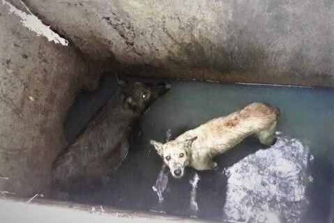 2016-12.pigs-and-dog-rescue-from-drainage-ditch1-edited2.jpg