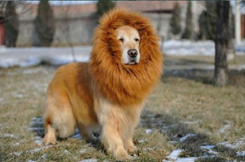 dog-look-like-lion-45.jpg